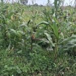 Polisi Jelaskan Kondisi Lahan Jagung di Tigaraksa: Tahap Evaluasi Teknis, Bukan Terbengkalai