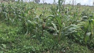 Polisi Jelaskan Kondisi Lahan Jagung di Tigaraksa: Tahap Evaluasi Teknis, Bukan Terbengkalai