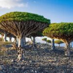 Tiga WNI Terjebak di Socotra Akibat Penutupan Wilayah Udara Yaman oleh Saudi