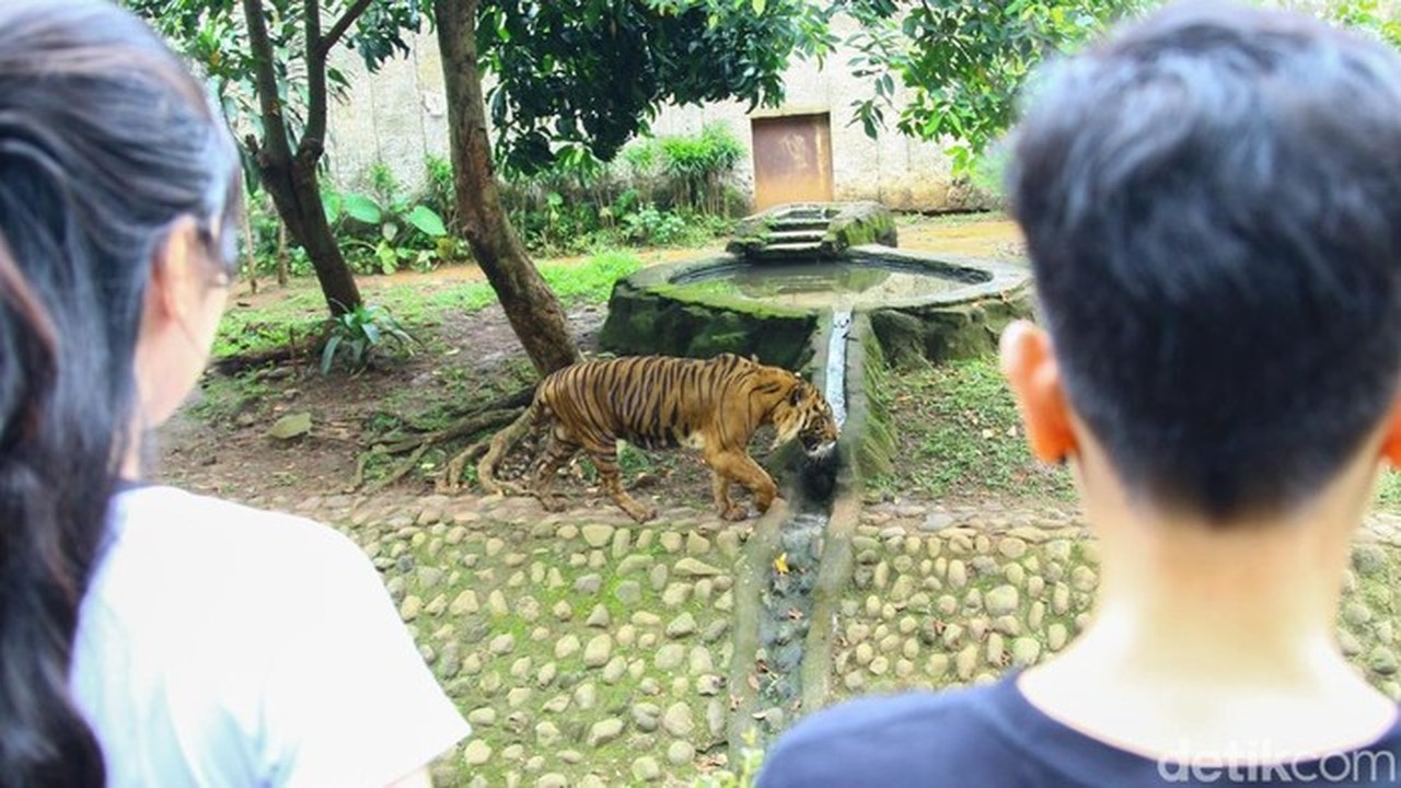 Kisah Fahmi, Zookeeper Ragunan: Bonding dengan Harimau Sambil Tetap Waspada Kisah Fahmi, Zookeeper Ragunan: Bonding dengan Harimau Sambil Tetap Waspada