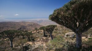 Tiga WNI Terjebak di Socotra Yaman Saat Koalisi Saudi Lakukan Serangan Militer