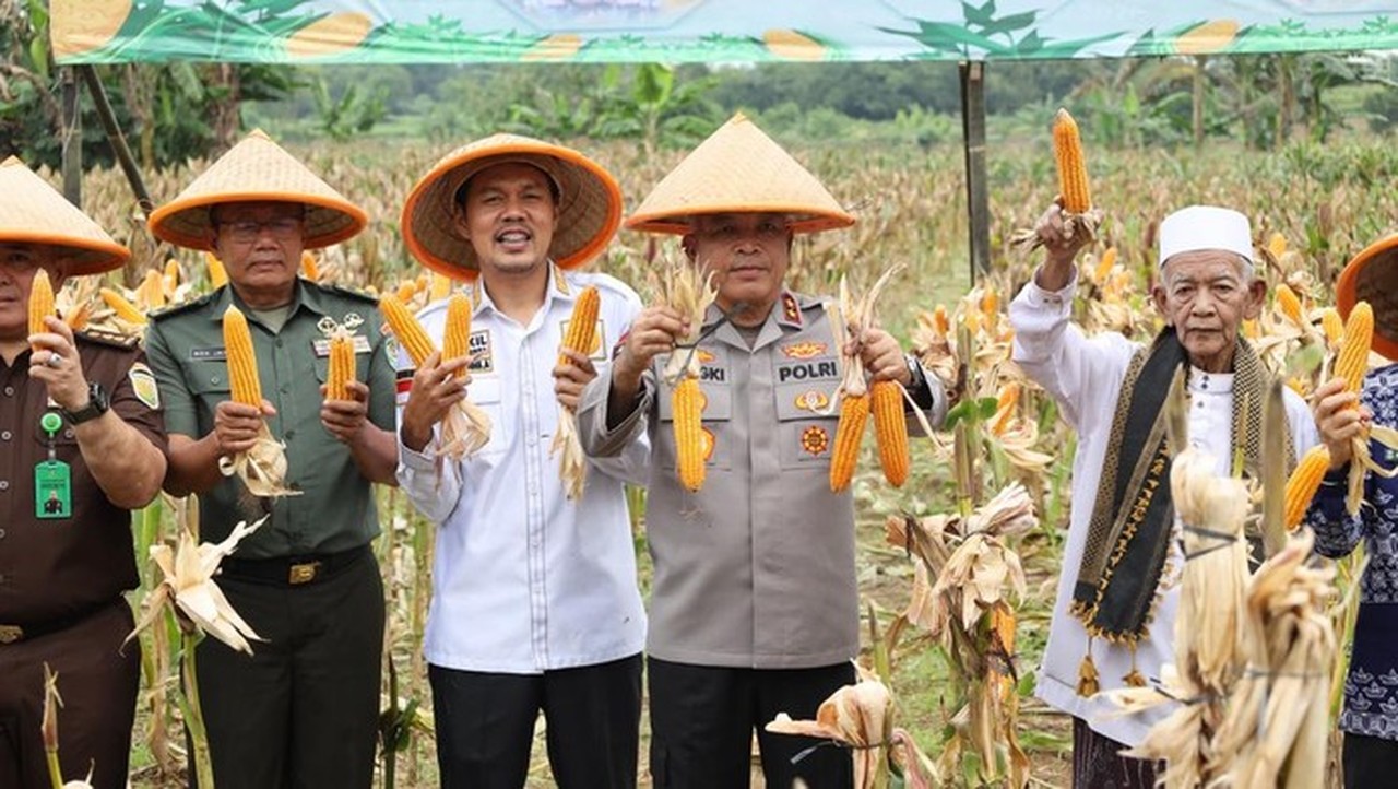 Dukung Swasembada Pangan, Polda Banten Panen Raya Jagung di Lahan 4 Hektare