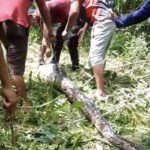 Piton 7 Meter Ditebas Warga Buton Setelah Melahap Empat Ekor Kambing