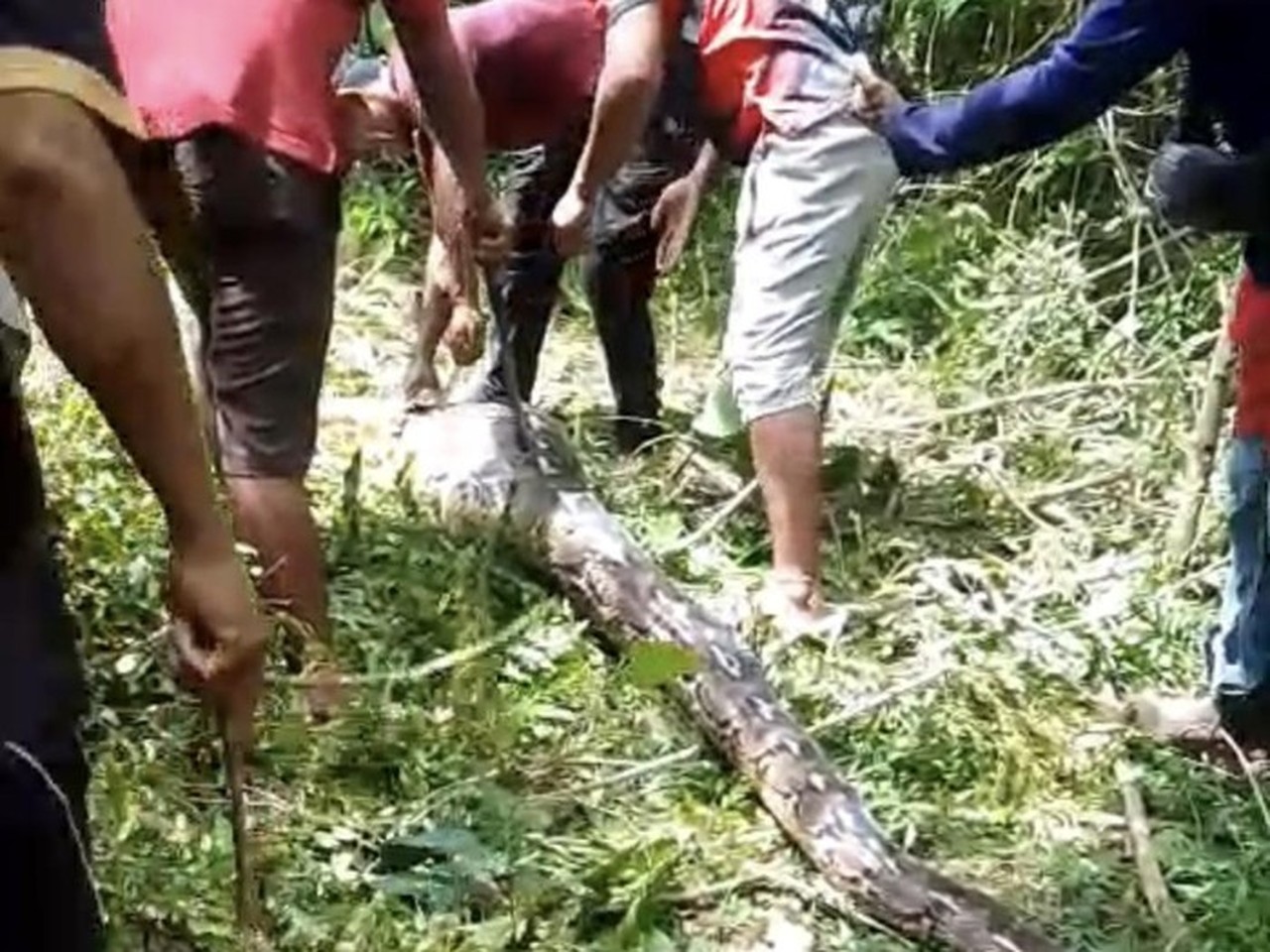 Piton 7 Meter Ditebas Warga Buton Setelah Melahap Empat Ekor Kambing