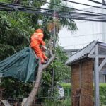 Enam Pohon Tumbang di Jakarta Akibat Hujan Deras dan Angin Kencang