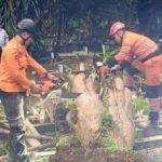 Dua Pohon Tumbang di Bogor Timpa Makam dan Tutup Akses Jalan, BPBD Lakukan Evakuasi