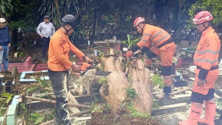 Dua Pohon Tumbang di Bogor Timpa Makam dan Tutup Akses Jalan, BPBD Lakukan Evakuasi