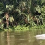 Geger Hewan Putih Mirip Lumba-lumba Muncul di Perairan Asahan, Warga Rekam Momen Langka