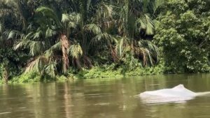 Geger Hewan Putih Mirip Lumba-lumba Muncul di Perairan Asahan, Warga Rekam Momen Langka