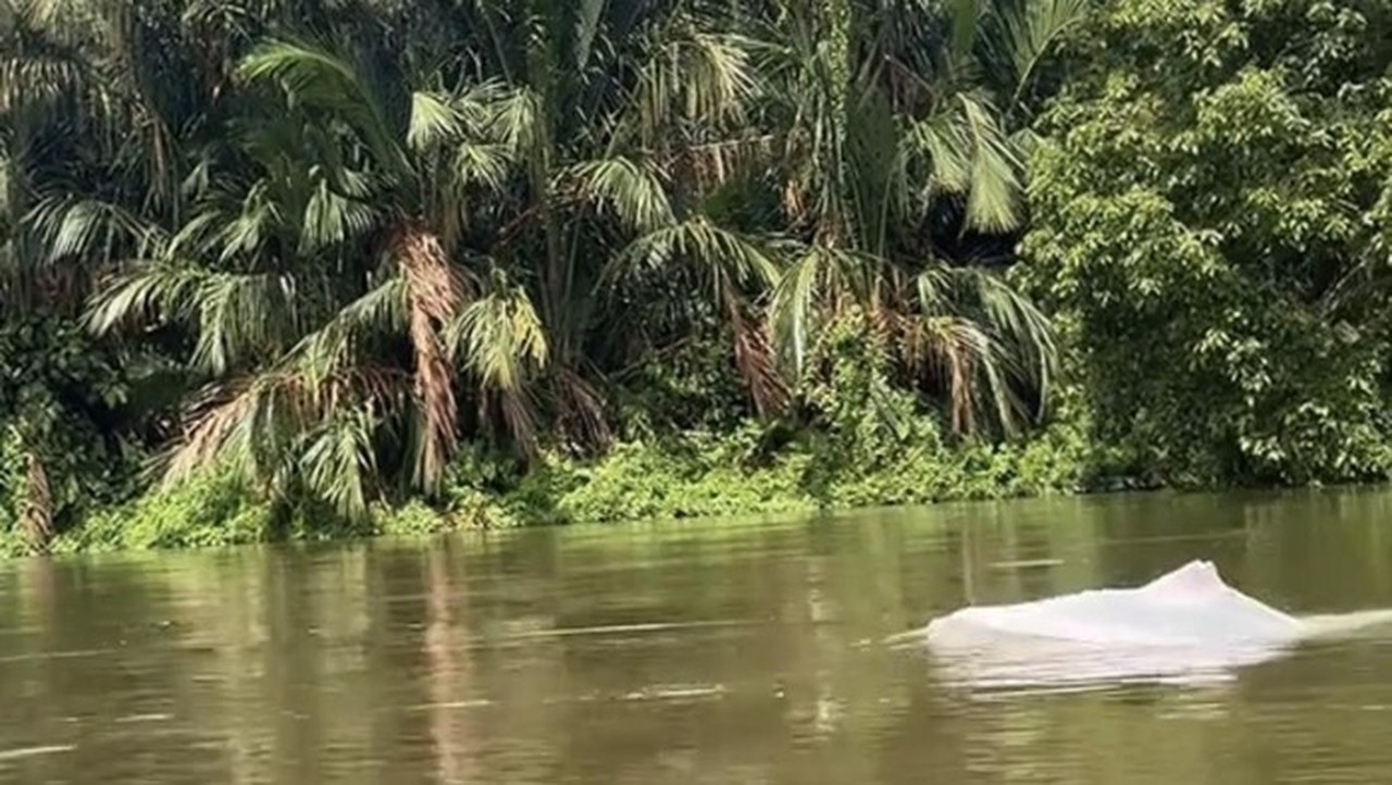 Geger Hewan Putih Mirip Lumba-lumba Muncul di Perairan Asahan, Warga Rekam Momen Langka