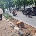 Pohon di Kebayoran Lama Ditebang Oknum ASN, Sisa Batang Jadi Saksi Bisu