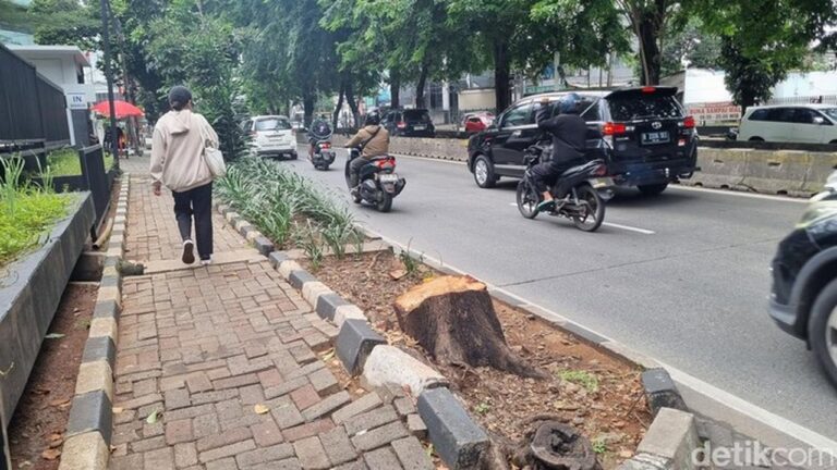 Pohon di Kebayoran Lama Ditebang Oknum ASN, Sisa Batang Jadi Saksi Bisu
