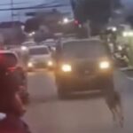 Rusa Liar Menggemparkan Jalan Raya Bogor, Evakuasi Damkar Gagal di Tengah Kegelapan