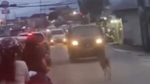 Rusa Liar Menggemparkan Jalan Raya Bogor, Evakuasi Damkar Gagal di Tengah Kegelapan