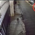 DJ Donny Lapor ke Polda Metro Jaya, Rumahnya Dilempari Bangkai Ayam dan Molotov