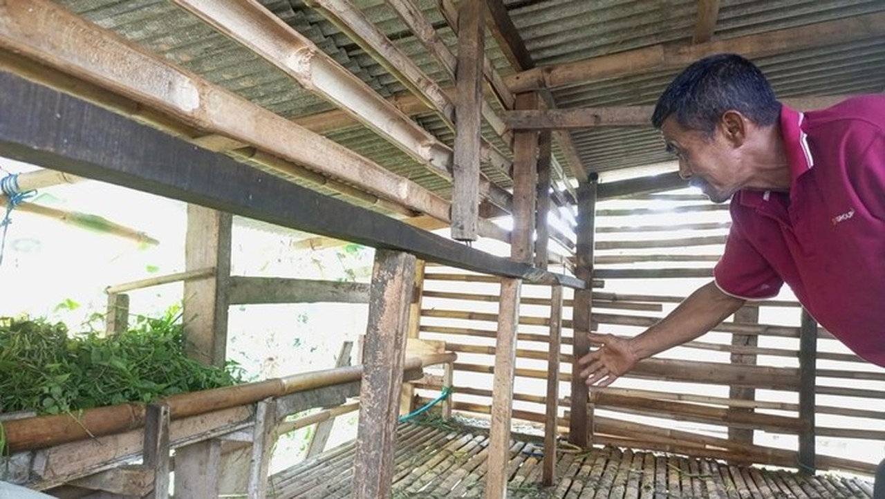 11 Domba Warga Bogor Dicuri, 4 Ekor Ditinggal Jeroannya, Polisi Selidiki