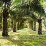 Gubernur Jabar Larang Penanaman Kelapa Sawit, Prioritaskan Teh dan Kopi