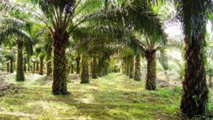 Gubernur Jabar Larang Penanaman Kelapa Sawit, Prioritaskan Teh dan Kopi