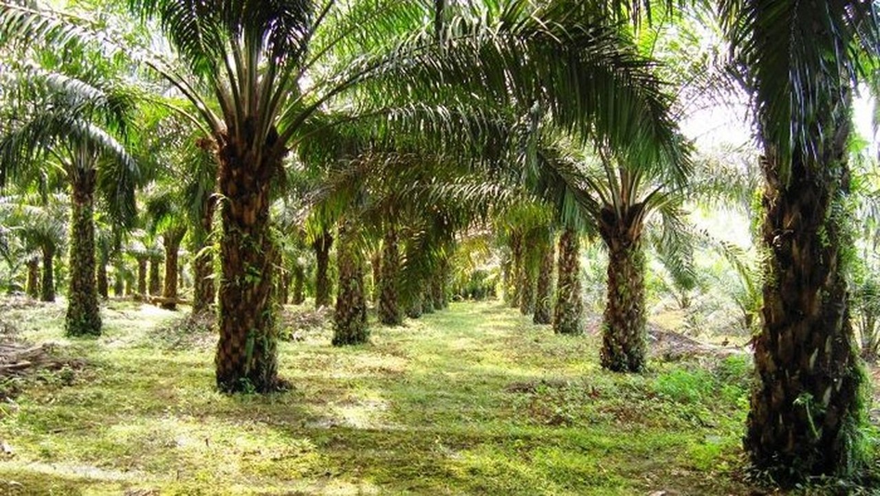 Gubernur Jabar Larang Penanaman Kelapa Sawit, Prioritaskan Teh dan Kopi