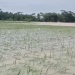 Cuaca Ekstrem Picu Banjir, 970 Hektare Sawah di Pandeglang Terancam Gagal Panen