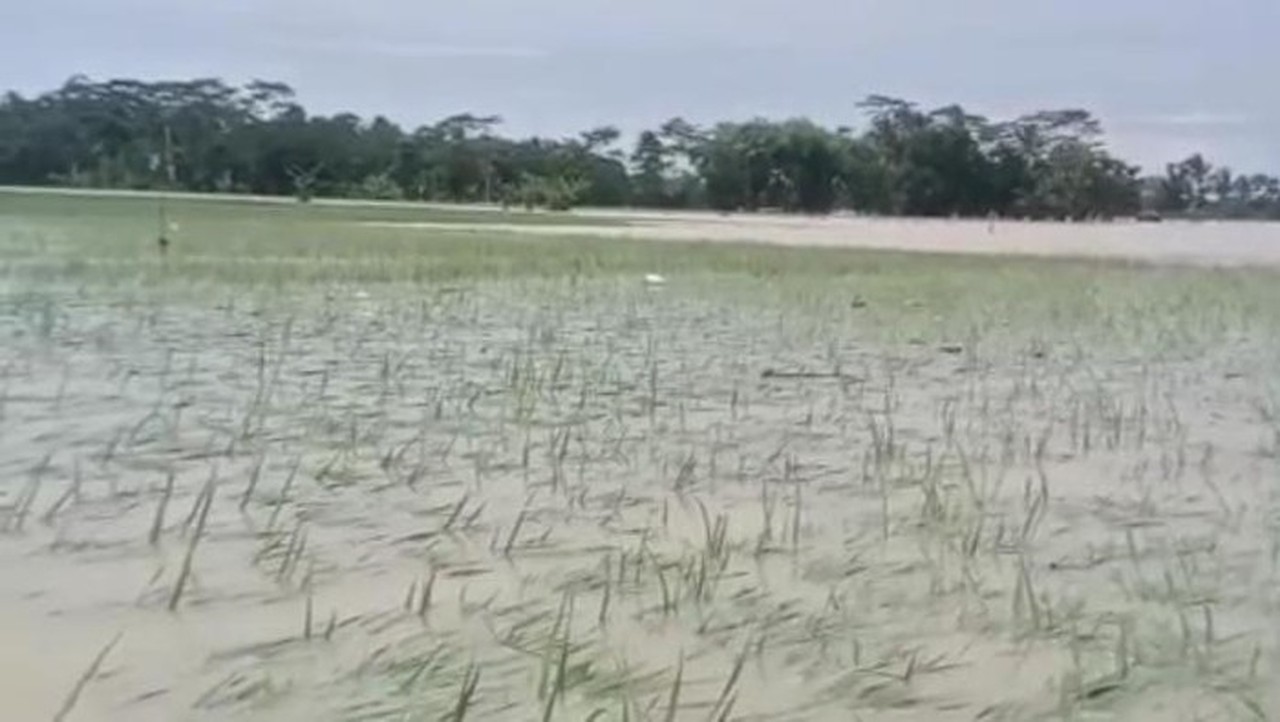 Cuaca Ekstrem Picu Banjir, 970 Hektare Sawah di Pandeglang Terancam Gagal Panen